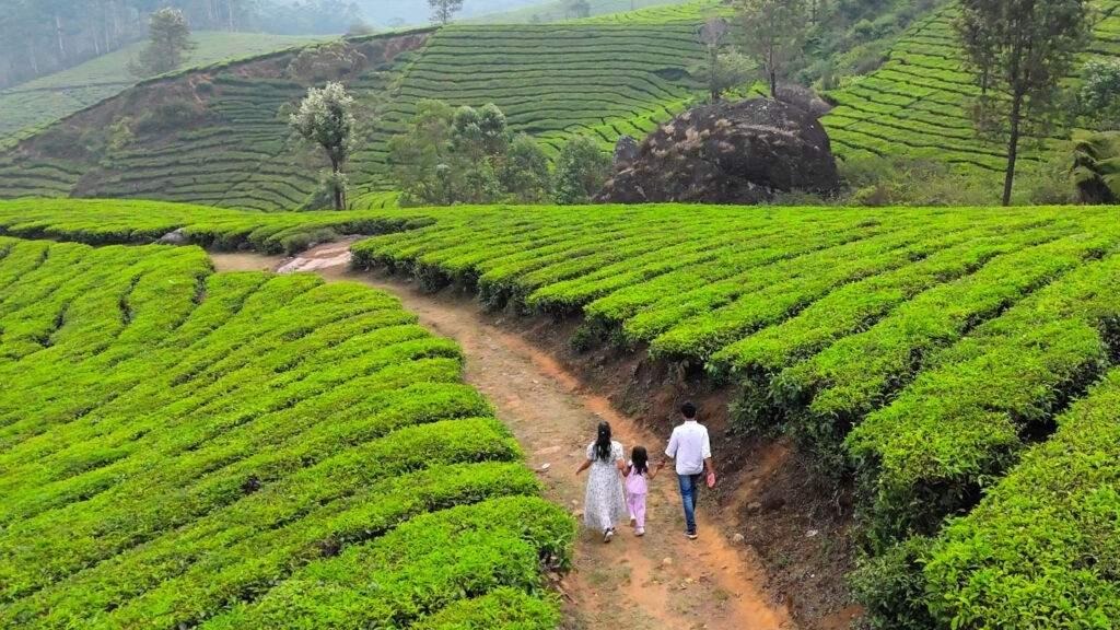 In Munnar, the mist circulates between the tea gardens, hugging the mountains in the mornings